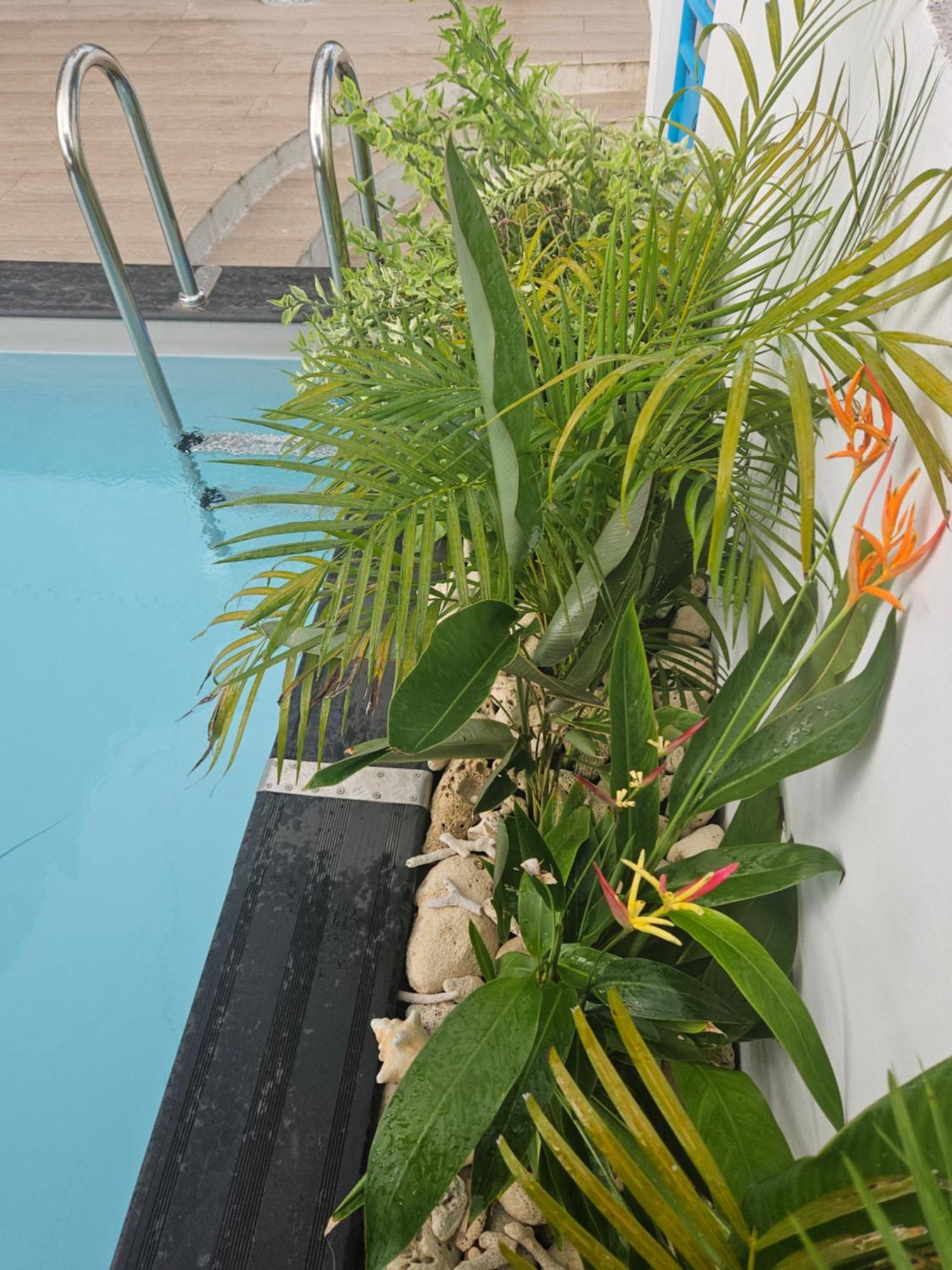 Ti Oasis Colibri, 1 Chambre, Piscine, A 150M De La Plage Sainte-Luce Εξωτερικό φωτογραφία
